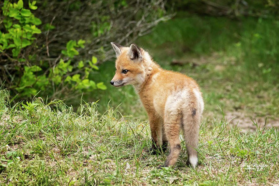 Wild foxes at The Galloway Forest Park