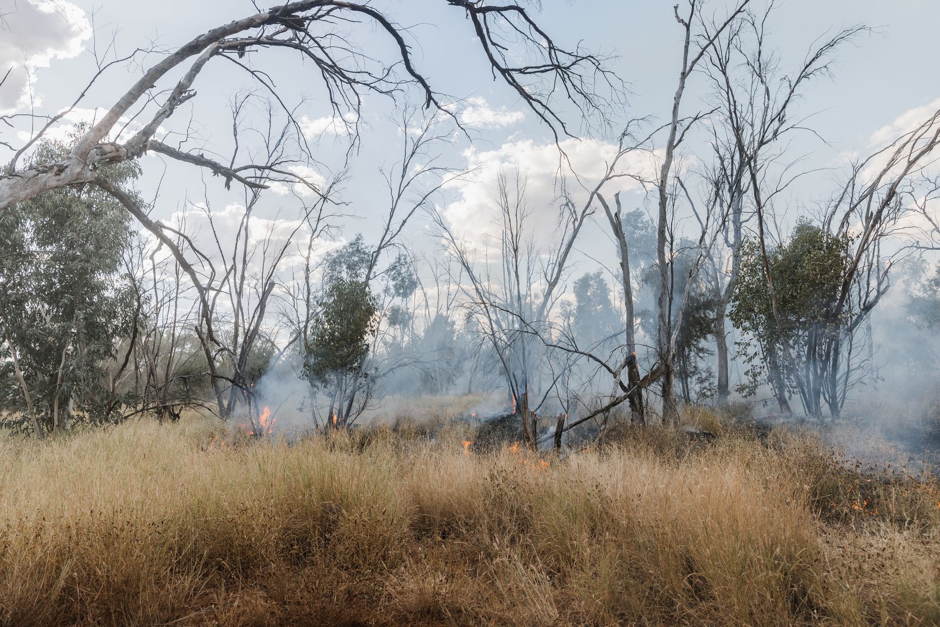 A field of dry grass with trees in the background and smoke coming out of the trees.