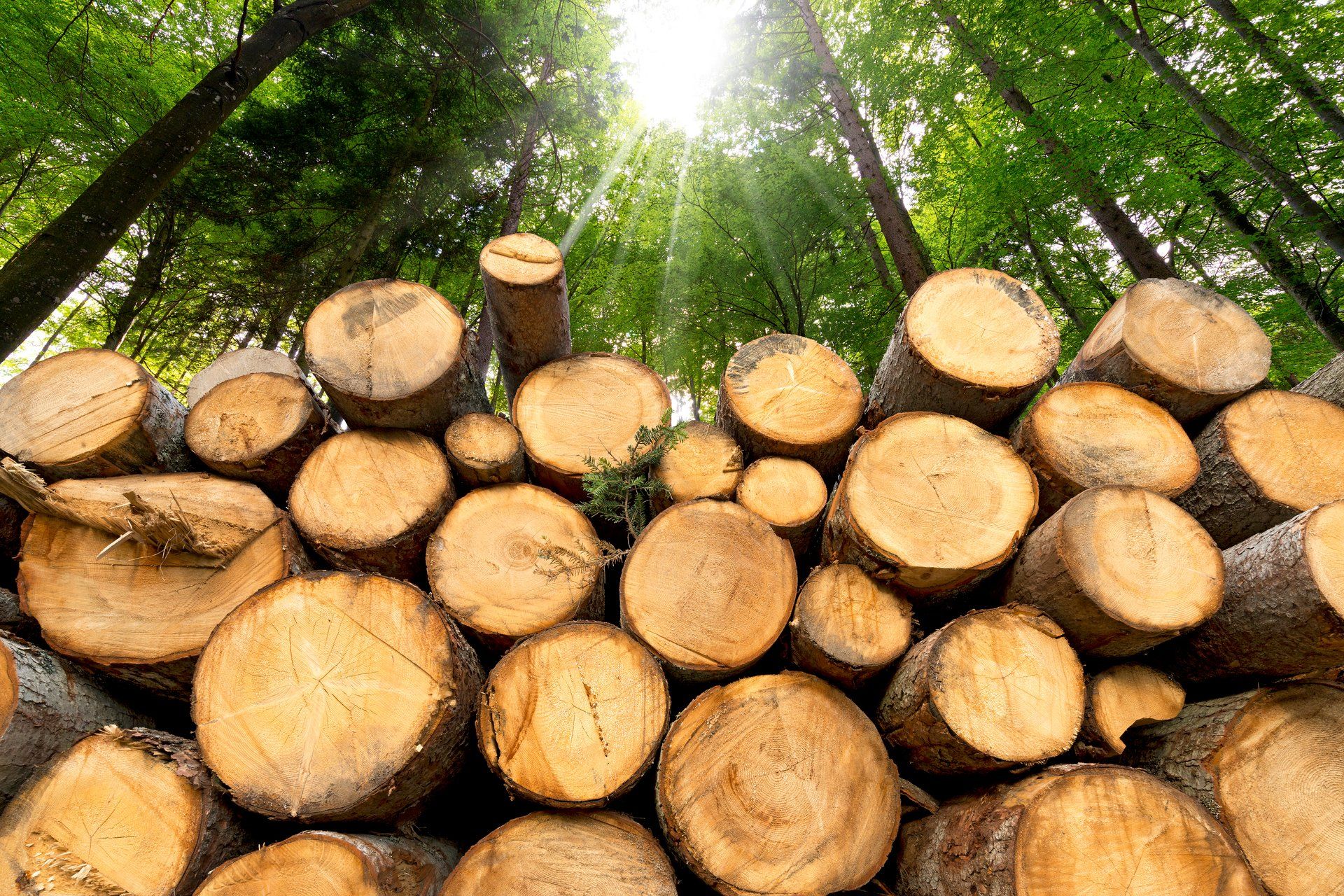 Wood Logs — Kansas City, MO — Jay's Pro Arborist Care LLC