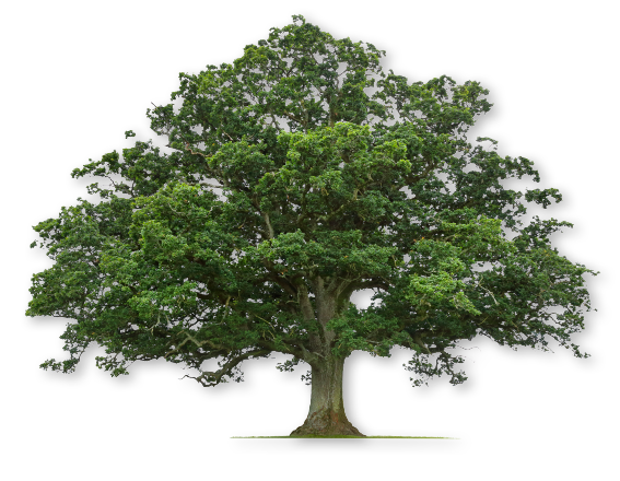 Oak Tree — Kansas City, MO — Jay's Pro Arborist Care LLC