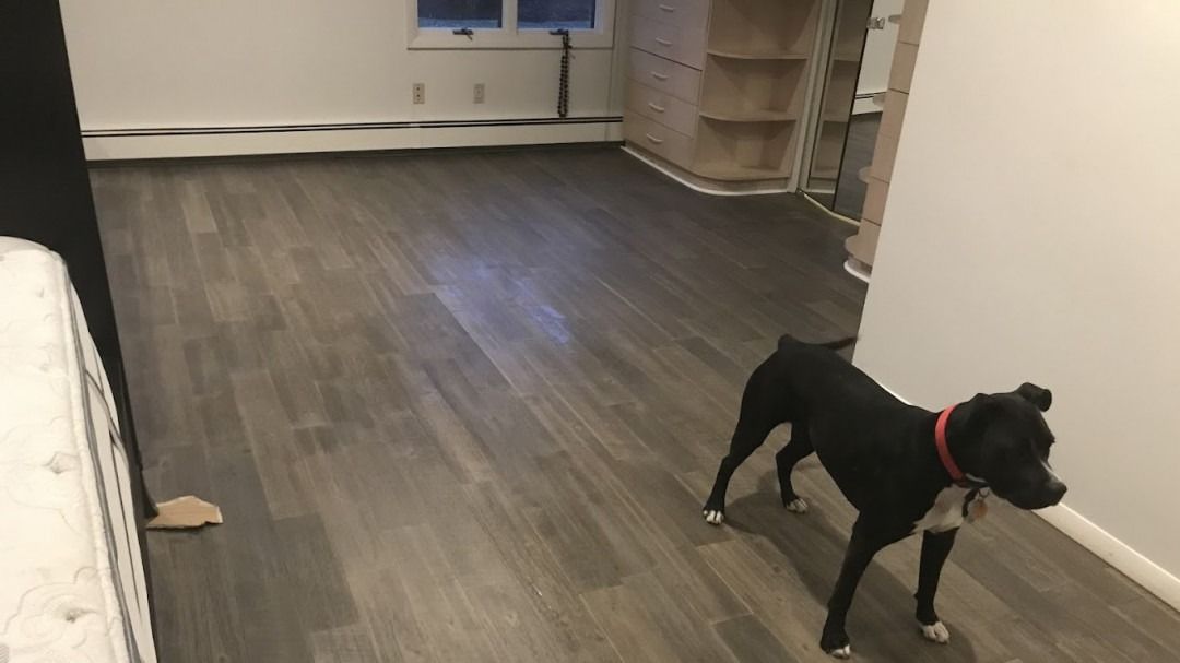 Black dog with a red collar in a room with wood flooring, walking near a wall.