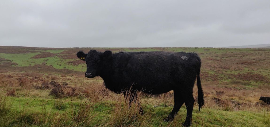 Cow on Moor
