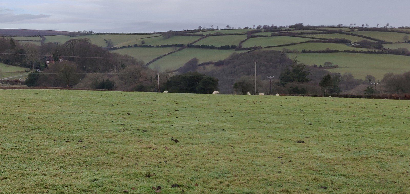 Moorland View with Grazing Sheep