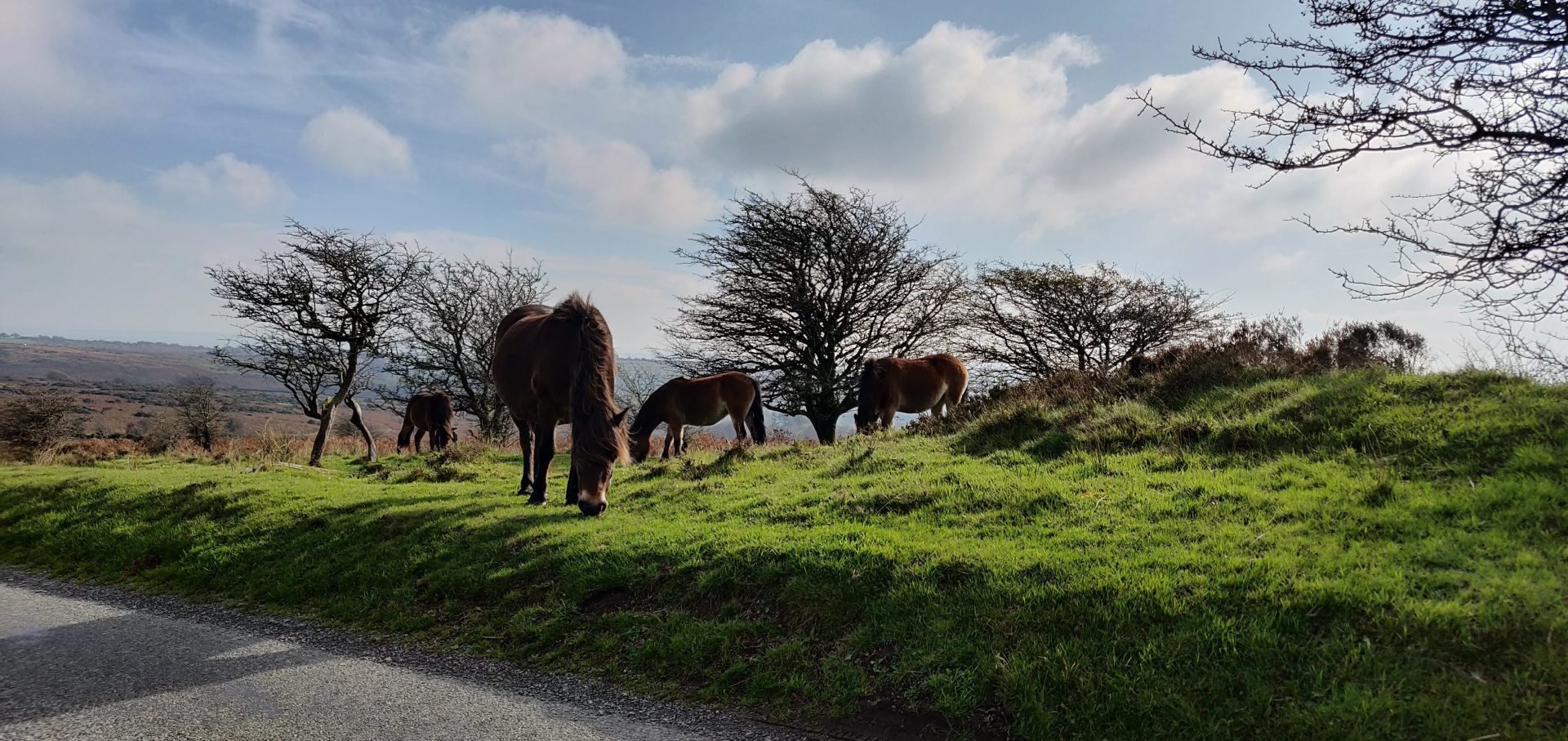 Exmoor Ponies Grazing