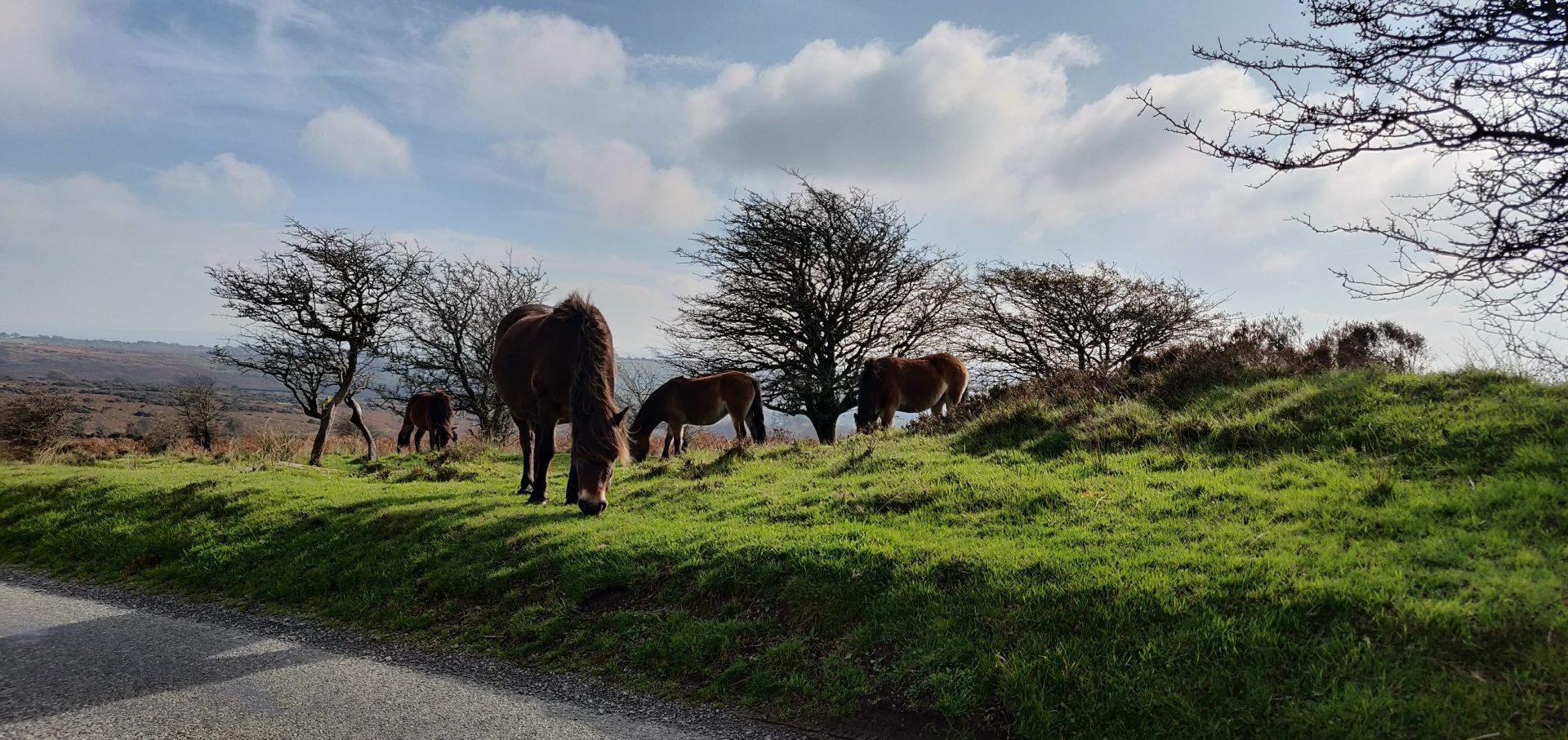 Exmoor ponies grazing on the moor near Withypool