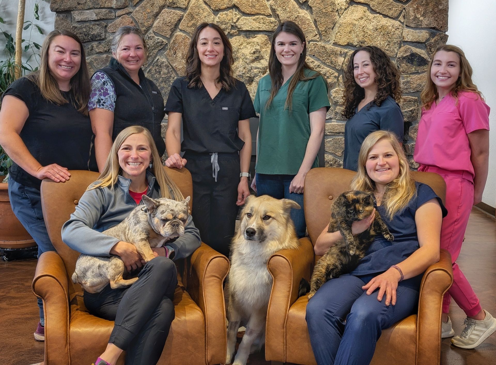 Veterinary team with dogs, posed in front of a stone wall. Some staff hold dogs.