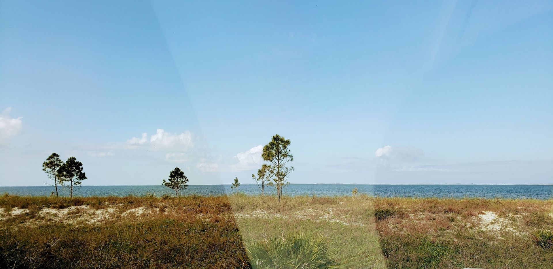 Trees on a beach with blue sea and sky.
