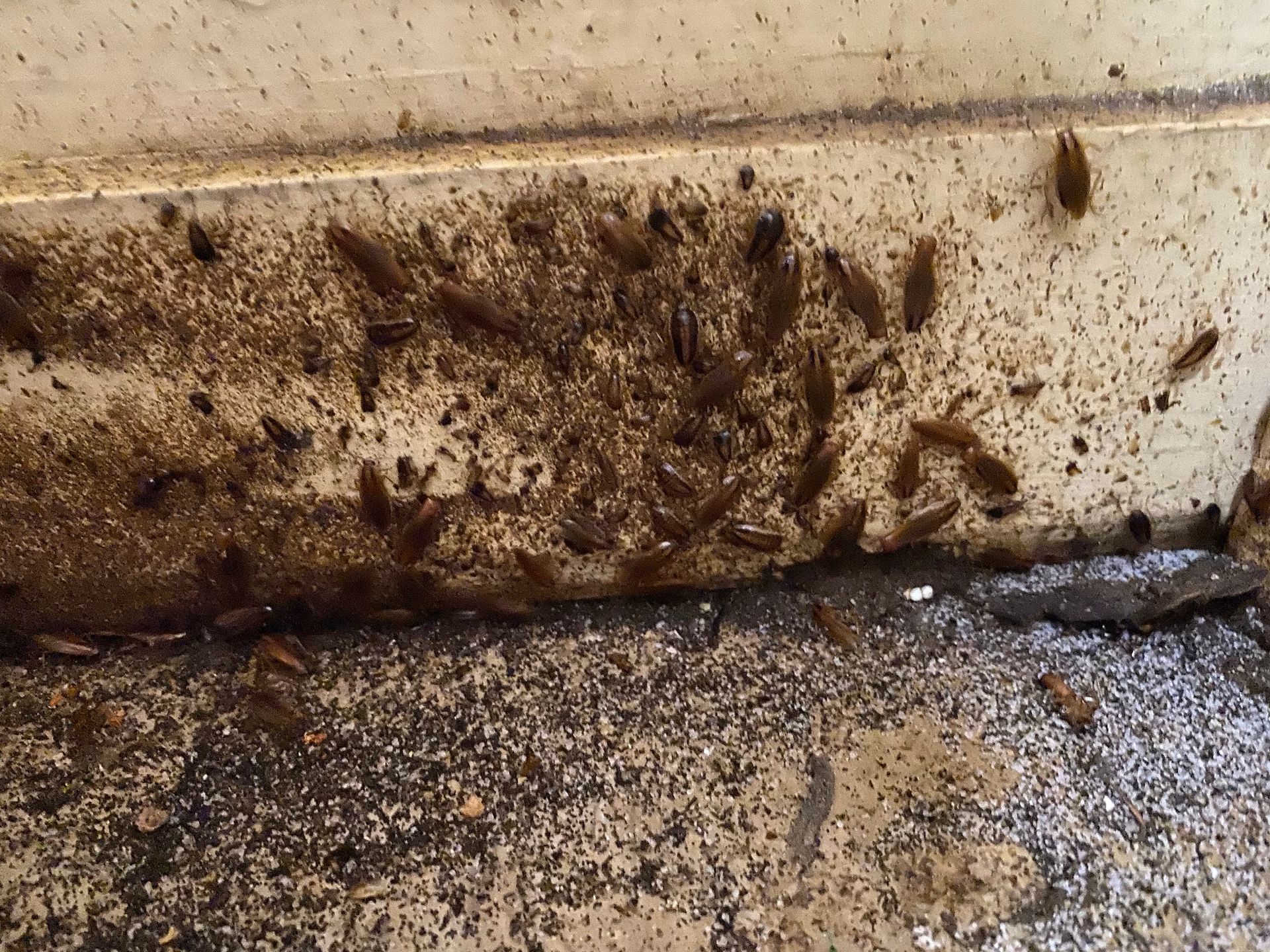 Cockroaches clustered in dirt and debris along a wall's base.