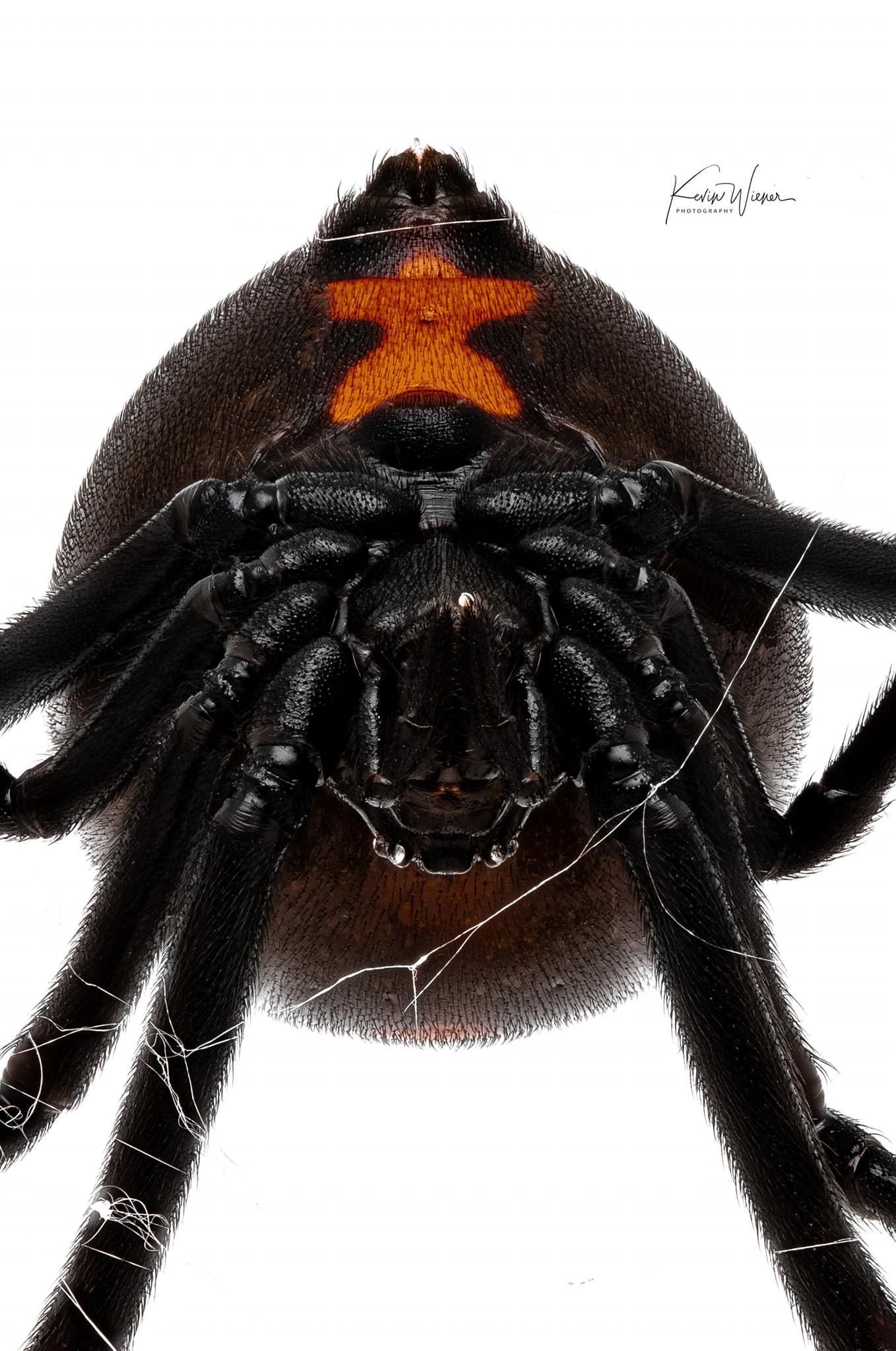 Black widow spider with orange hourglass marking on its abdomen.