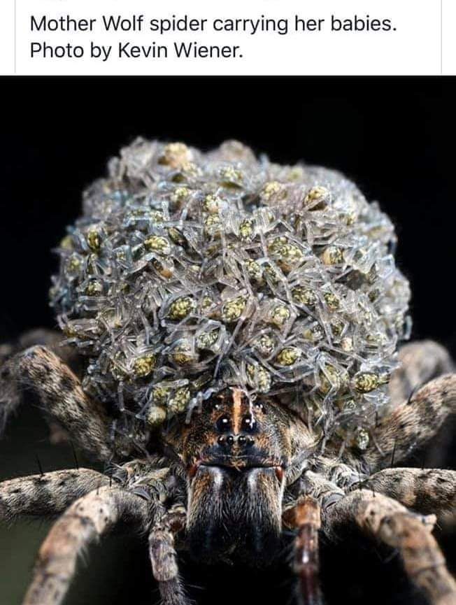 Mother wolf spider carrying dozens of tiny spiderlings on her back.