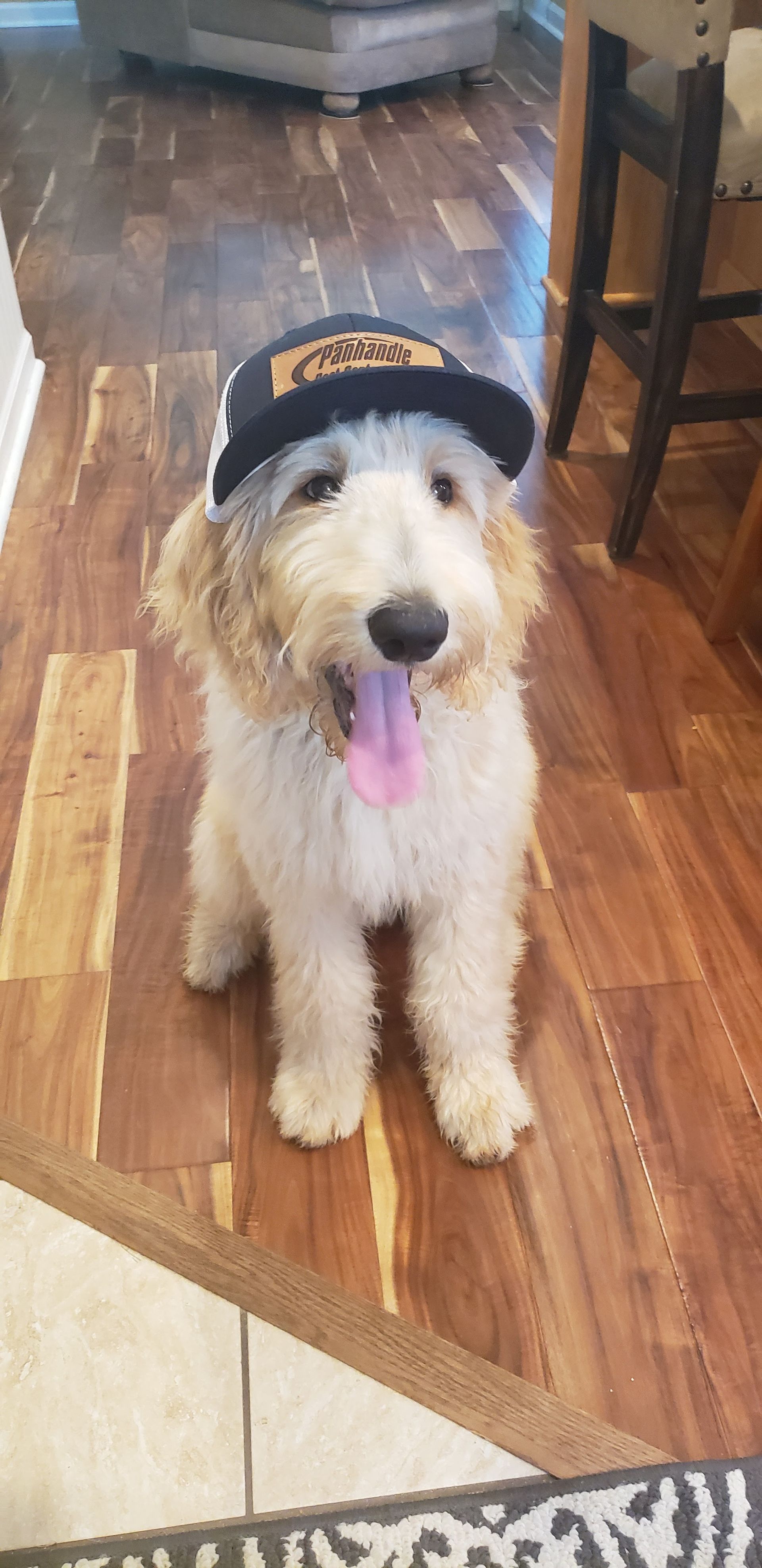 A golden doodle with a black hat is smiling with its tongue out, sitting on a wooden floor.