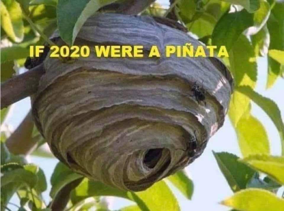 Wasp nest hanging from tree branch, captioned 