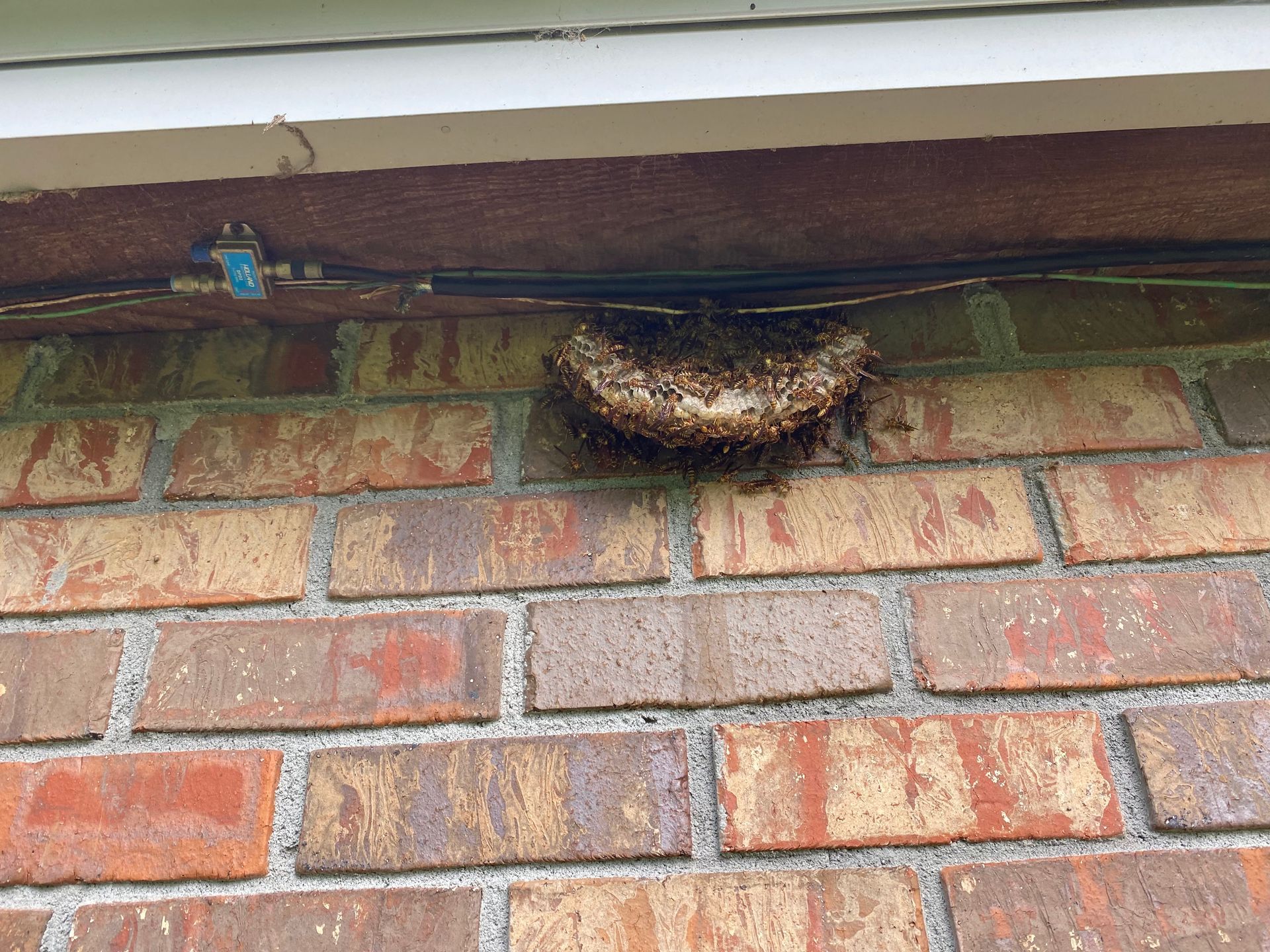 Swarm of bees clustered on a brick wall, below a beige overhang.