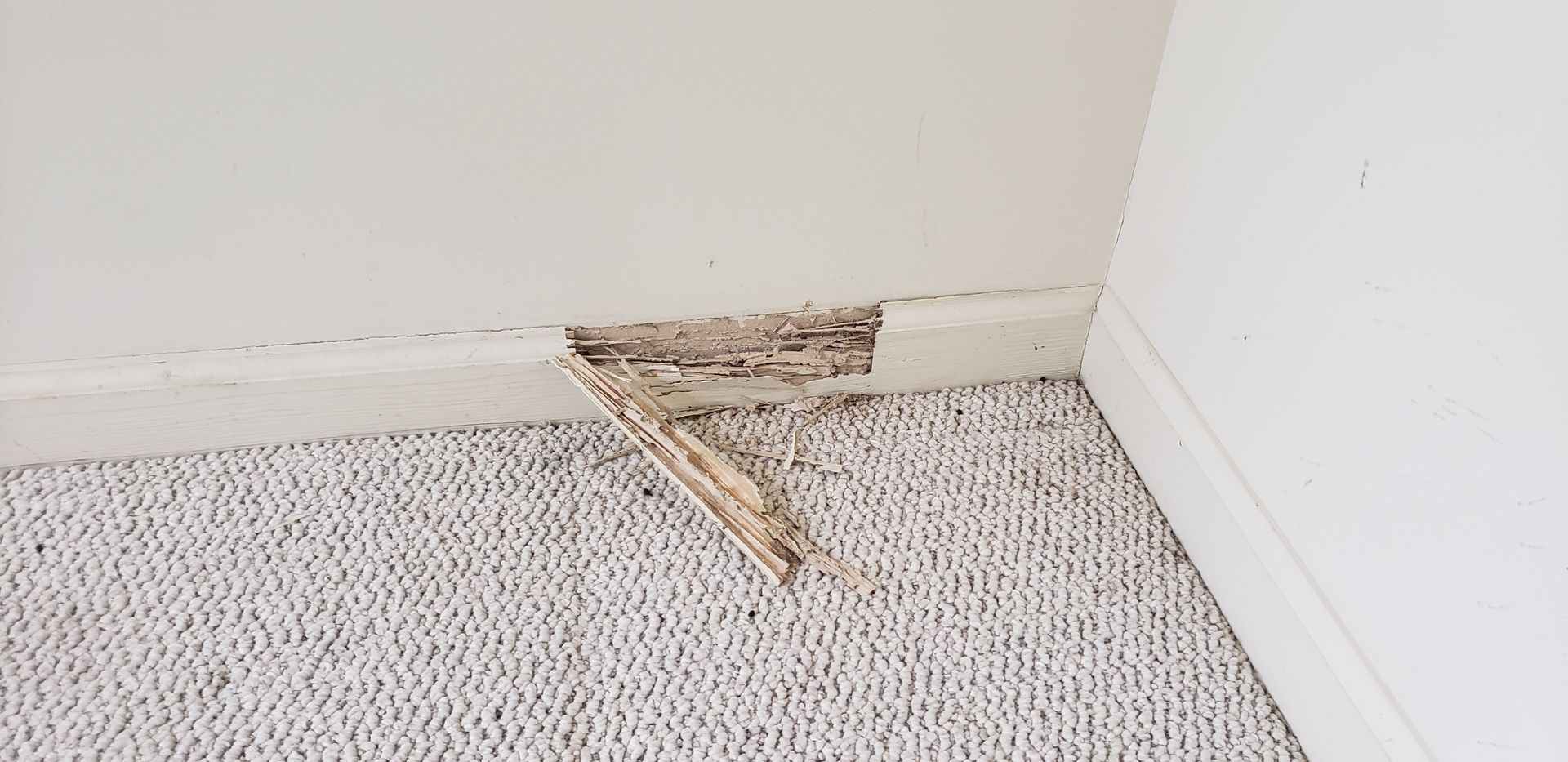 Damaged wall and baseboard with torn, brown material near carpet in a room.