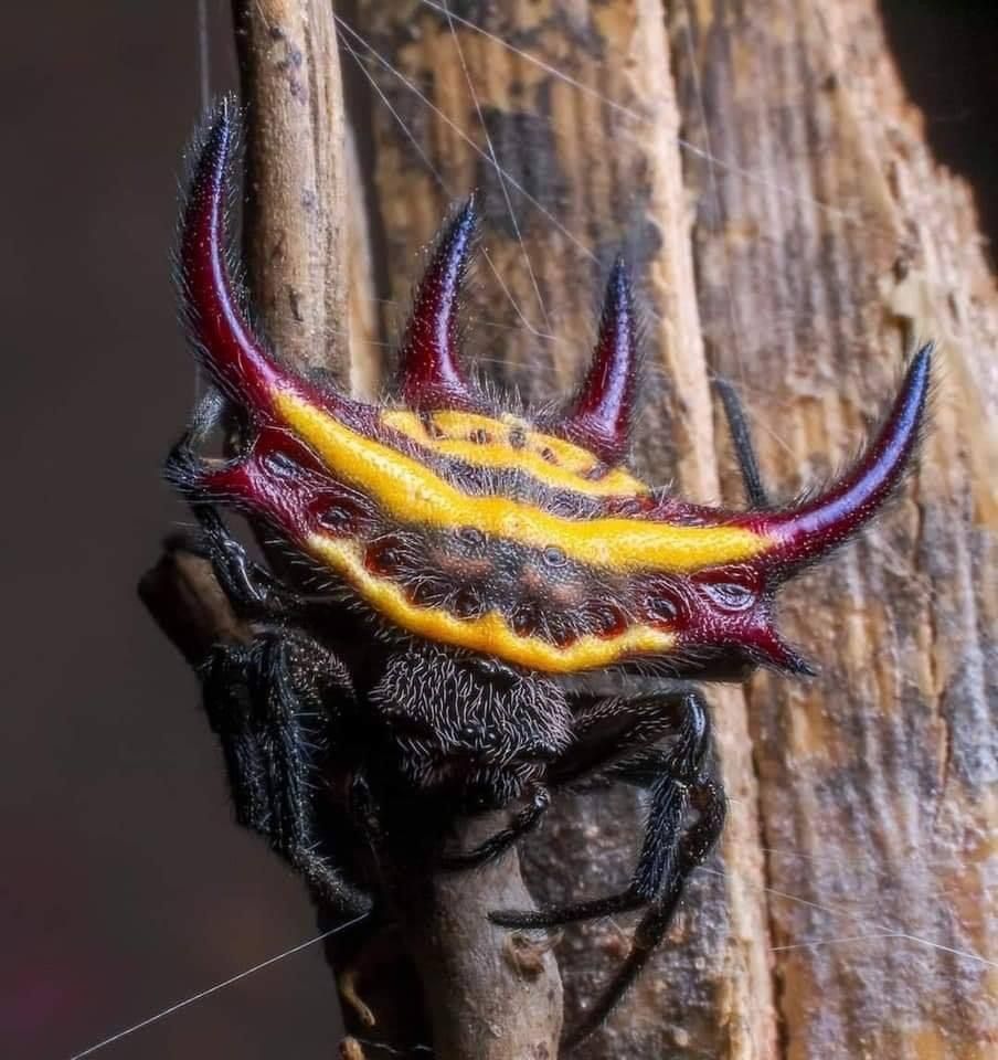 A spiny orb-weaver spider with a red and yellow carapace sits on a brown branch.
