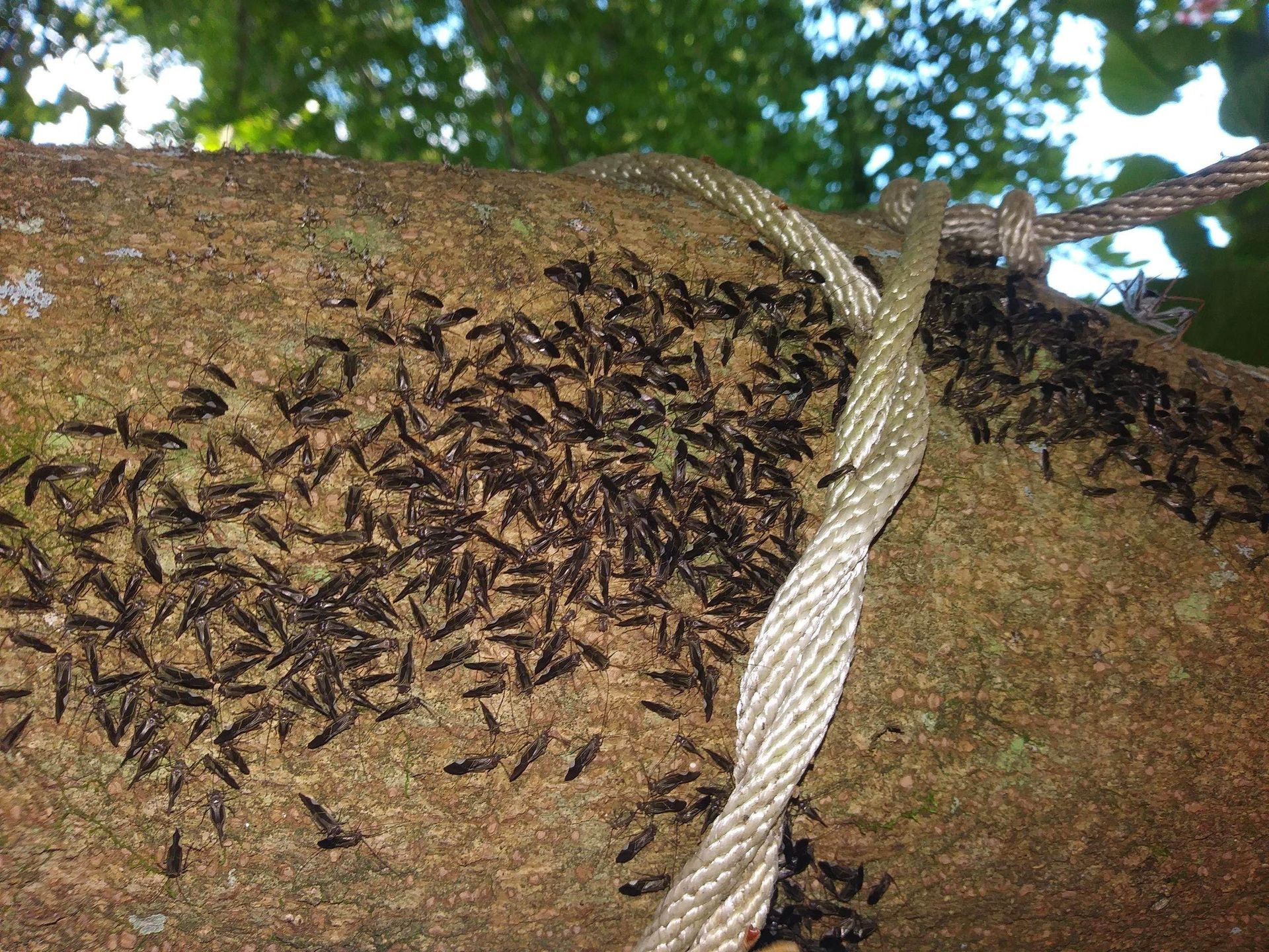 Black insects cluster on a tree trunk, rope in the foreground.