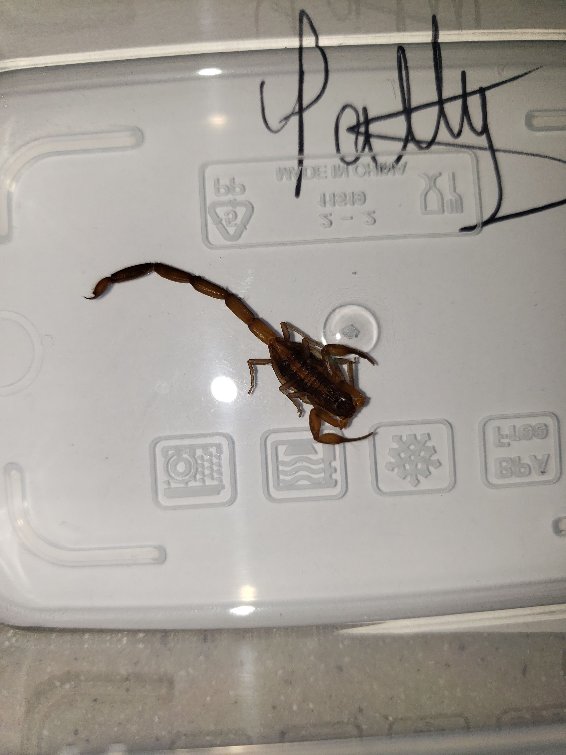 Brown scorpion in a clear plastic container, labeled 