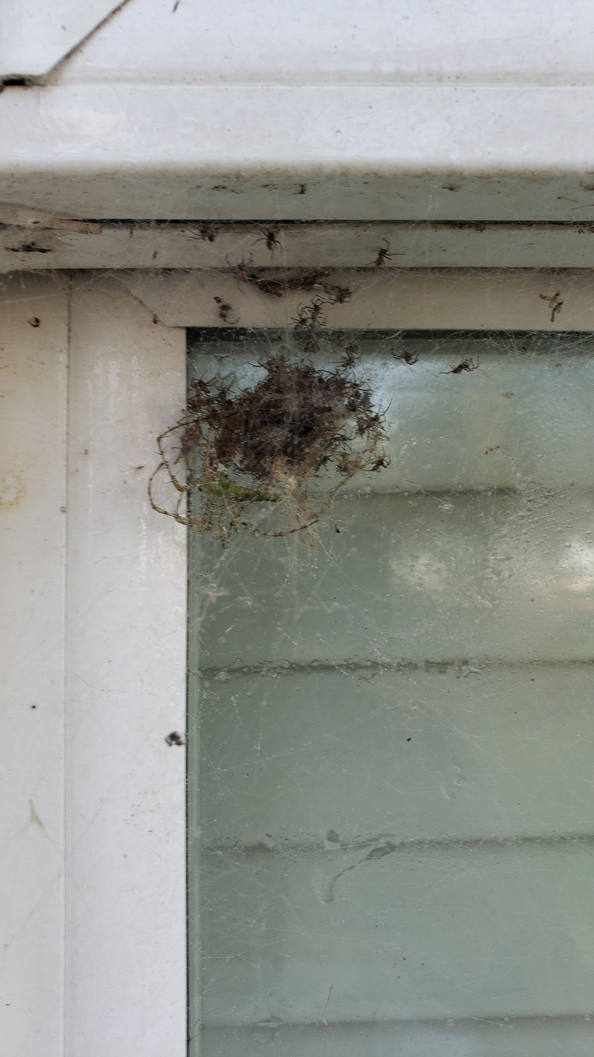 Mass of black ants on a window, clustered in a corner.