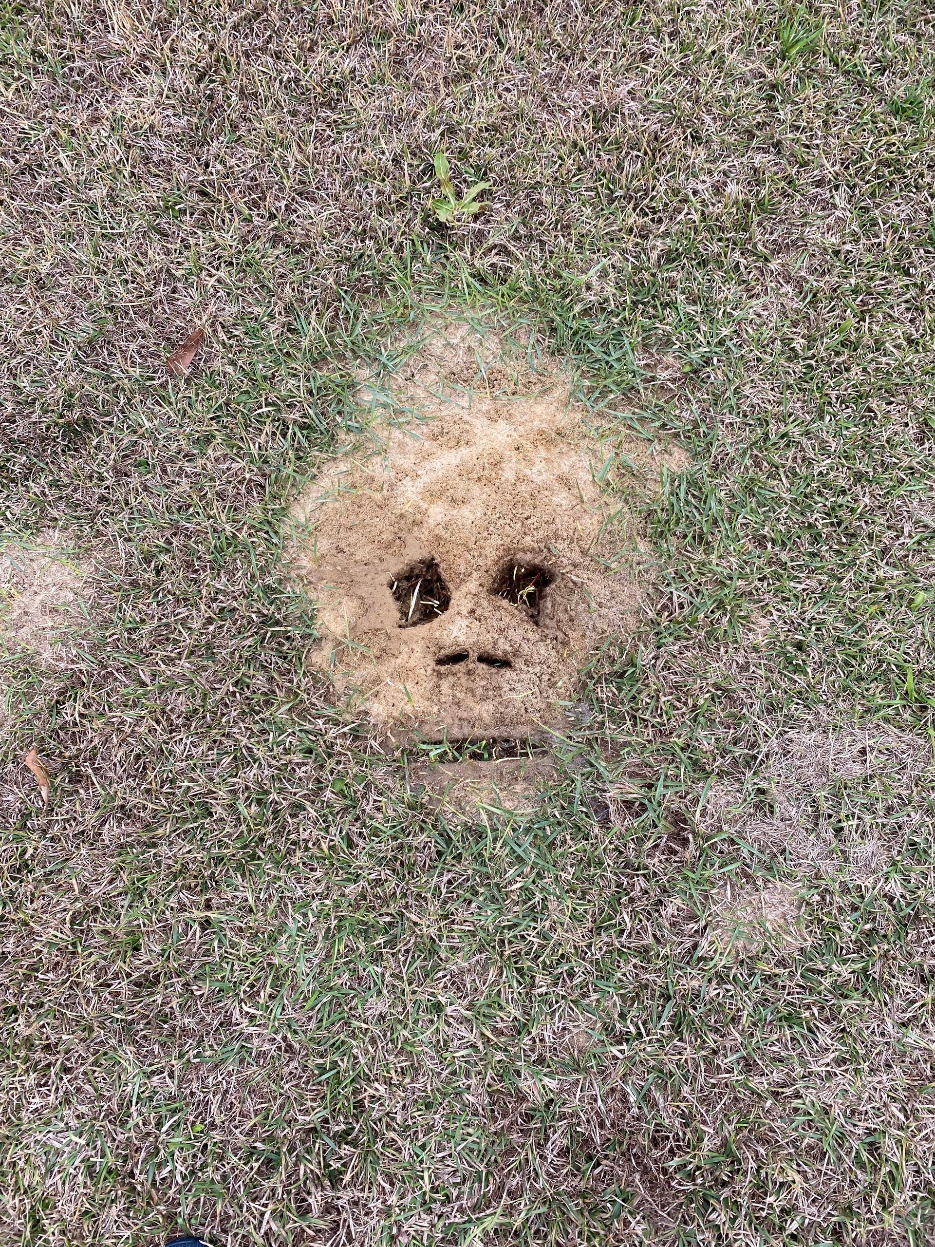 A face made from dirt and grass, with eyes and a mouth, emerges from surrounding grass.