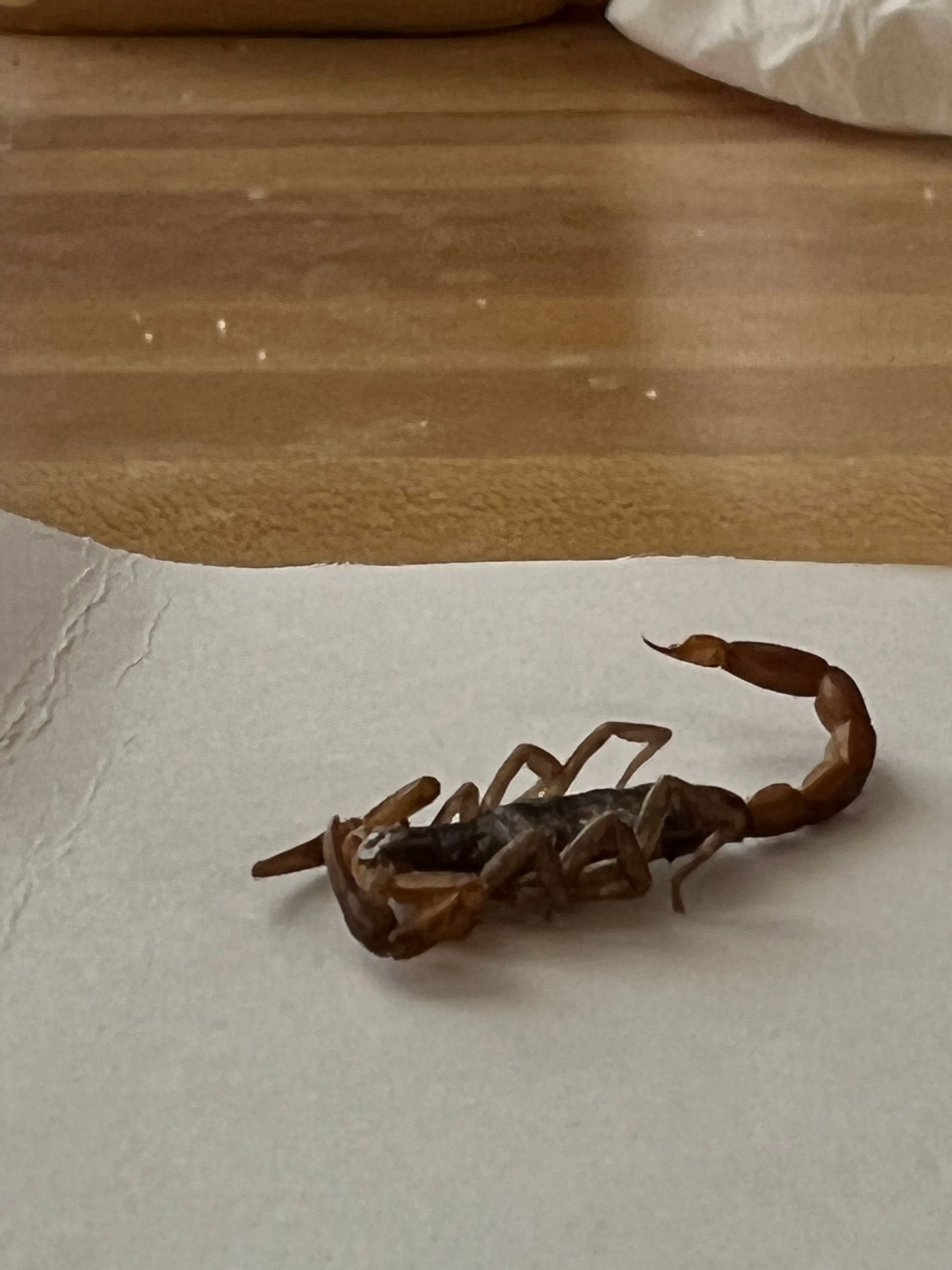 Brown scorpion on white paper, tail curved upwards.