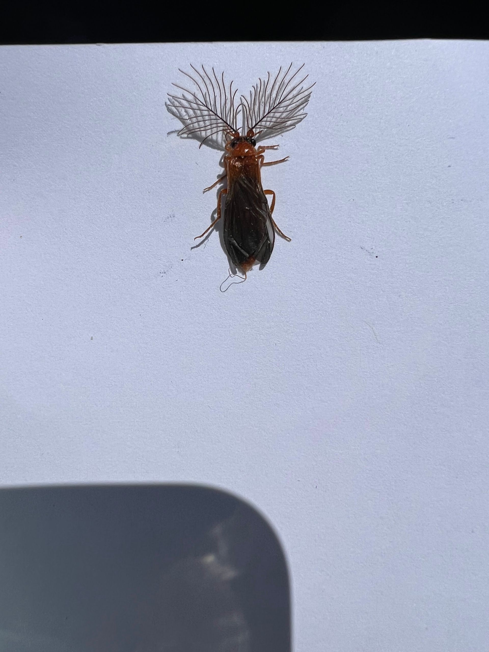 Brown insect with feathery antennae on a white surface.