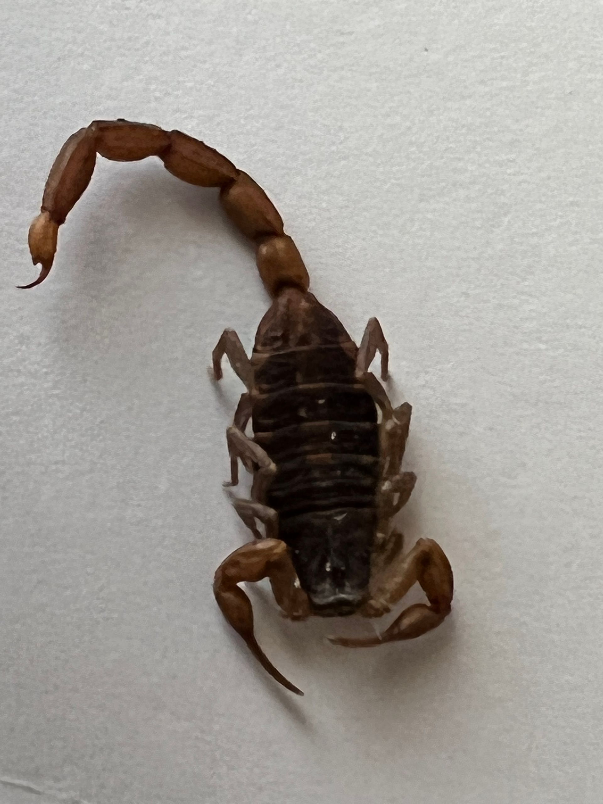 Brown scorpion on a white surface, with a curved tail raised and pincers forward.