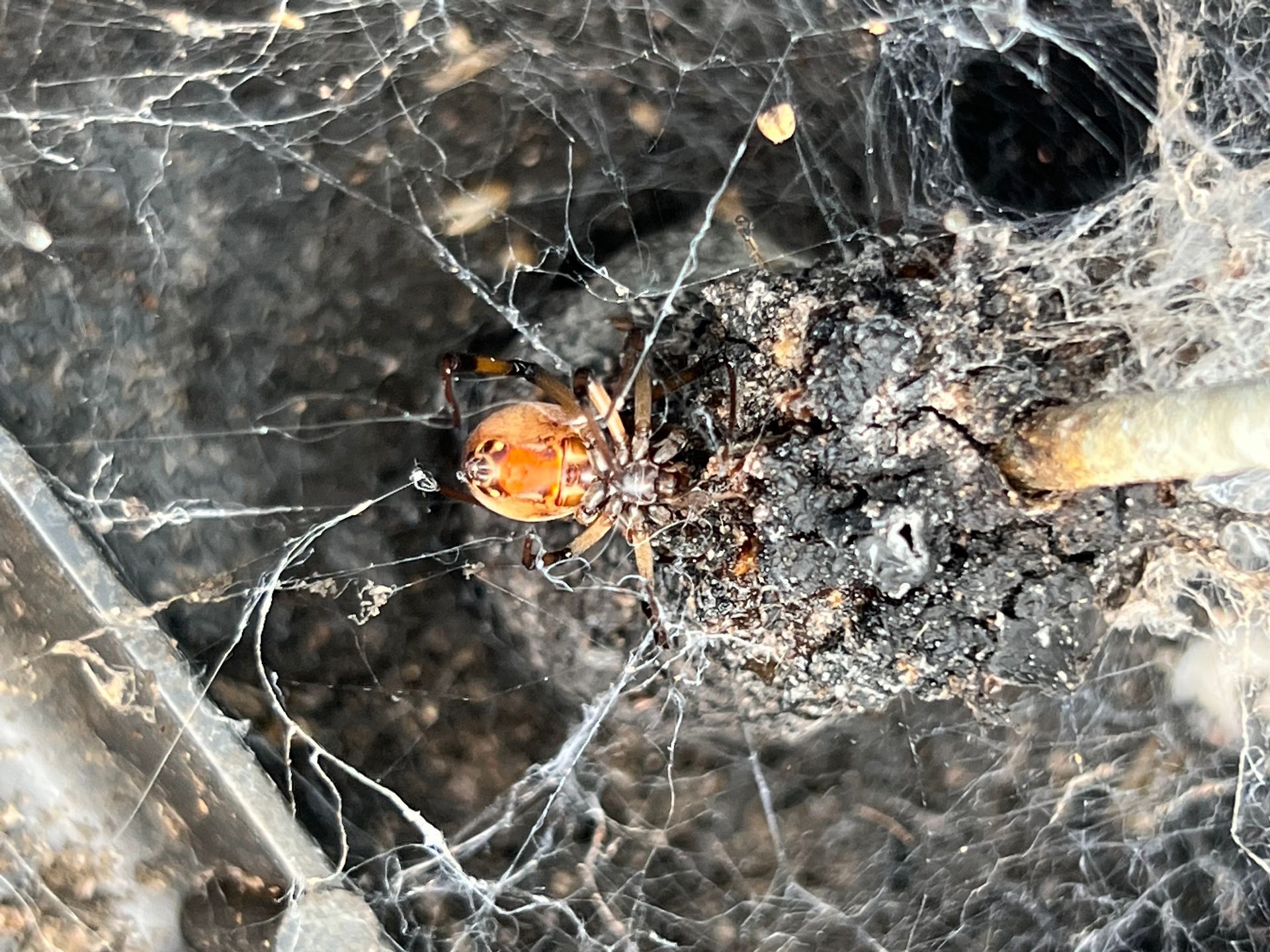 An orange and brown spider in a web next to a dark, irregular mass, possibly a nest.