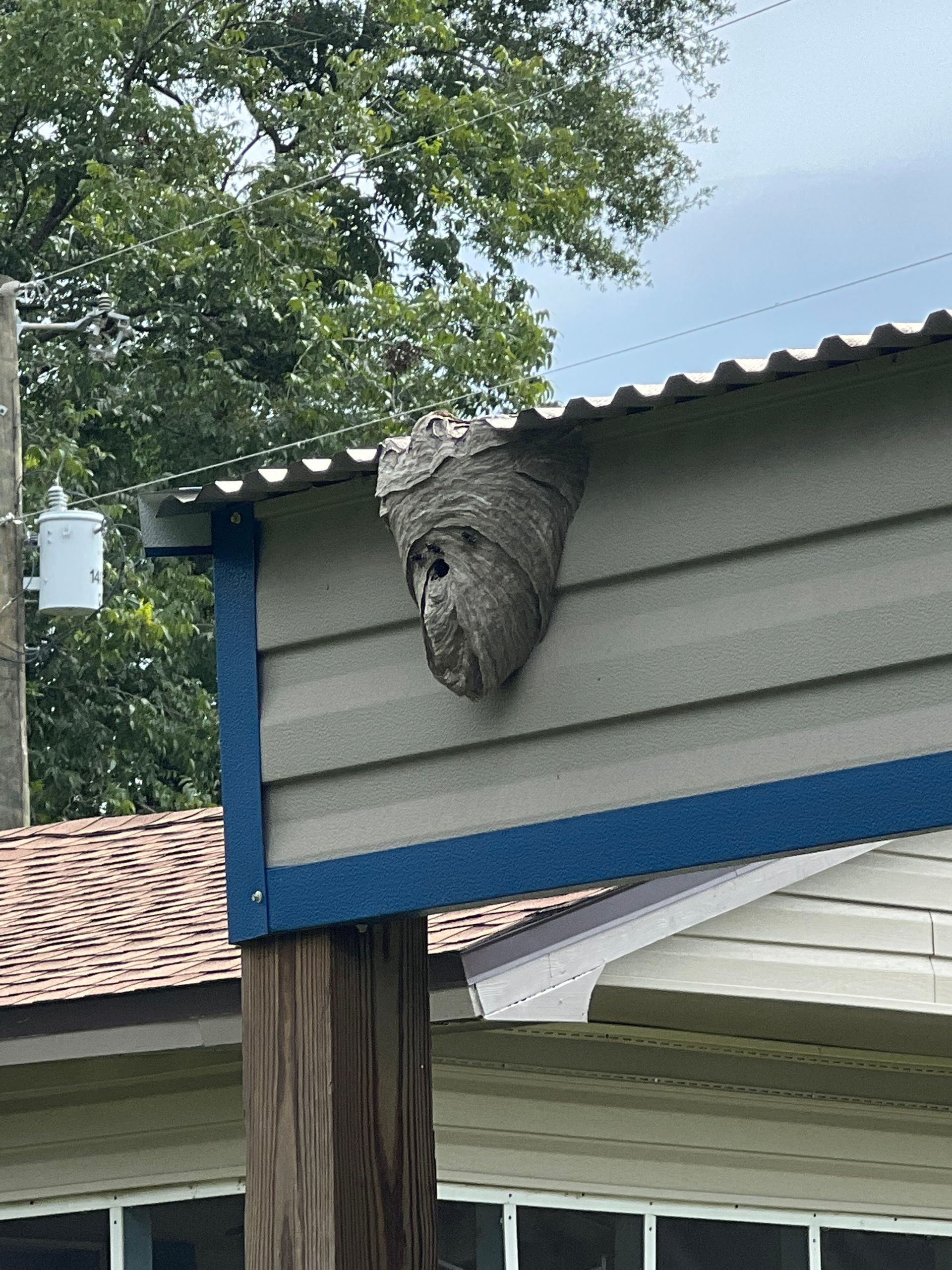 Large wasp nest on the side of a house, gray and textured. Blue trim and wood support post visible.