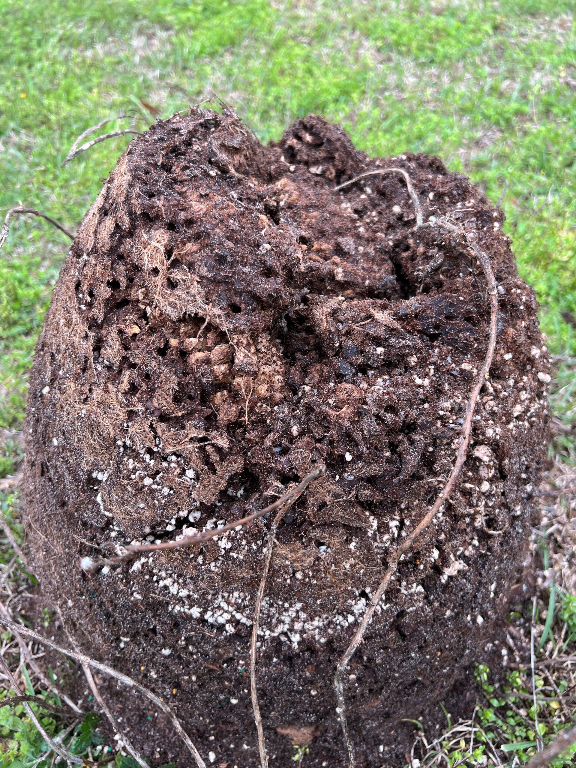 Close-up of a weathered, dirt-covered stump with holes, surrounded by sparse grass and twigs.