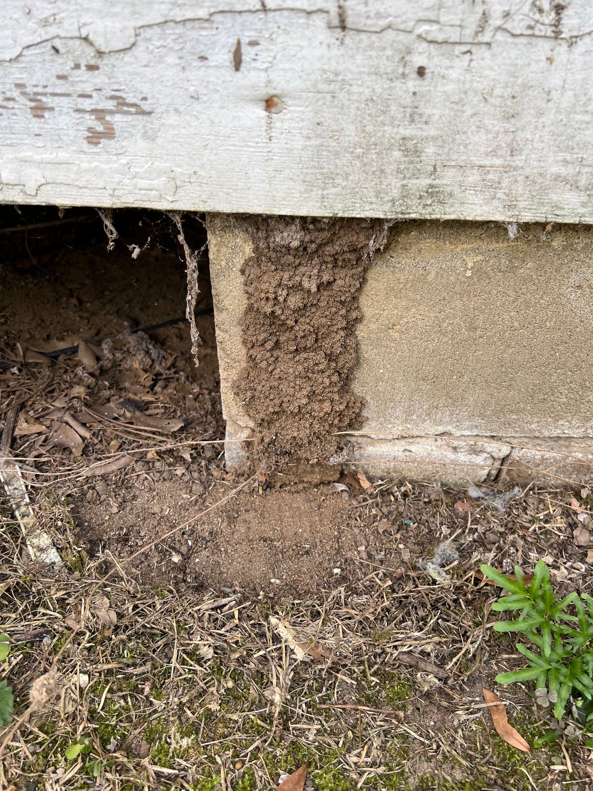 Mud tubes and debris along a concrete foundation, likely a termite infestation.