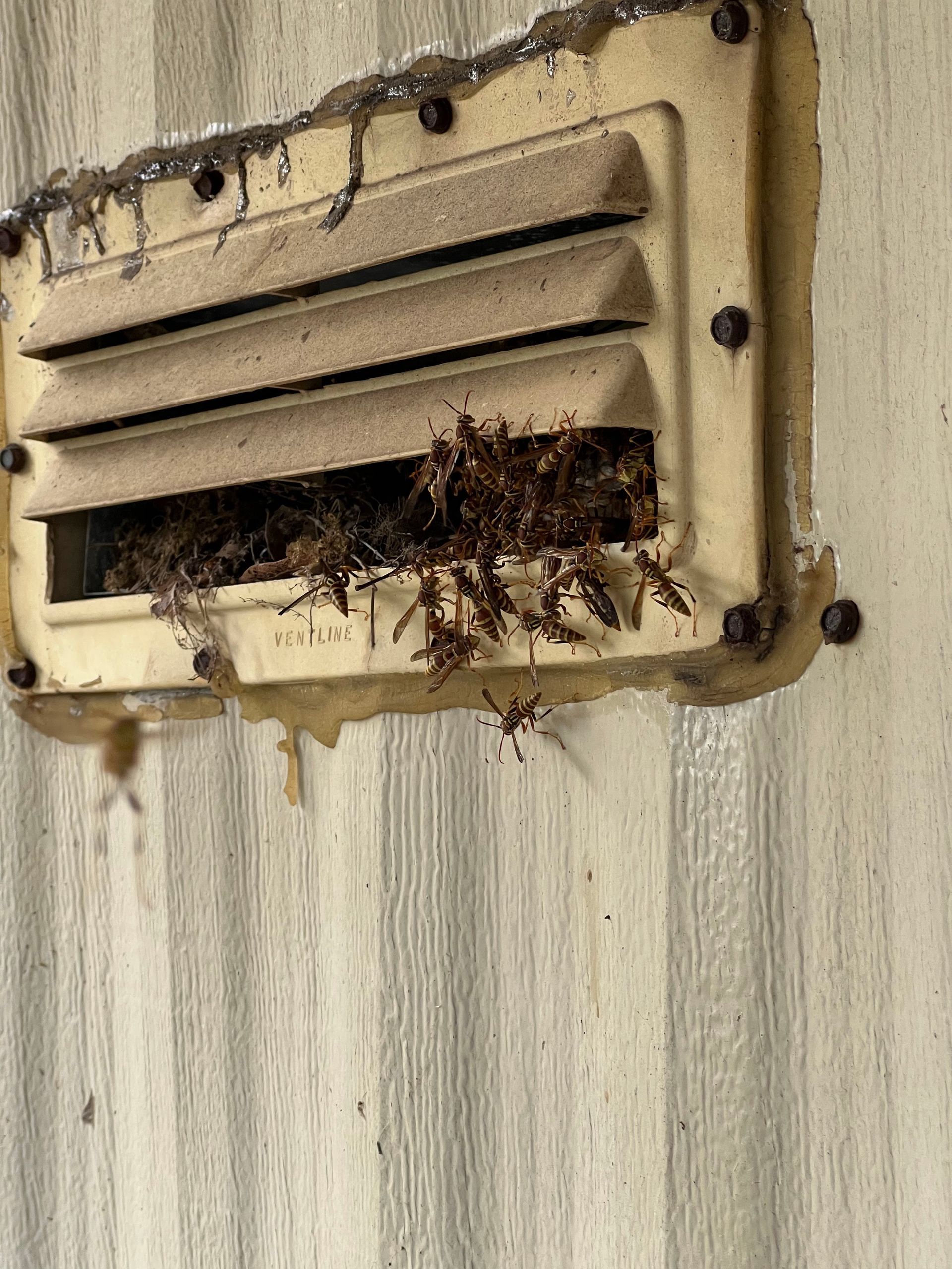 A vent cover is clogged with a large mass of insects, attached to a corrugated wall.