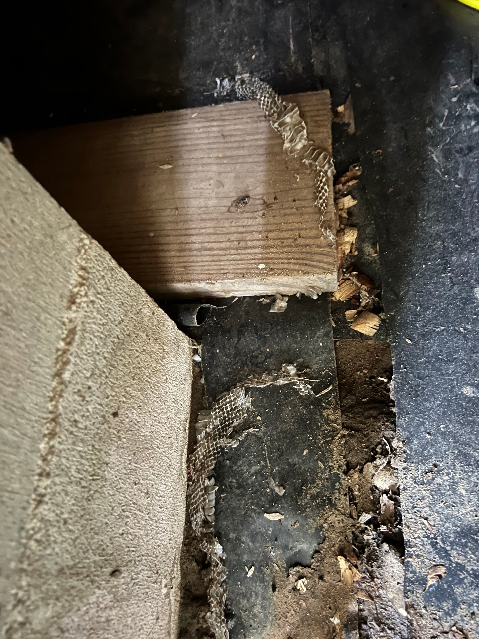 Termite-damaged wood beam and surrounding black material, likely in a crawl space.