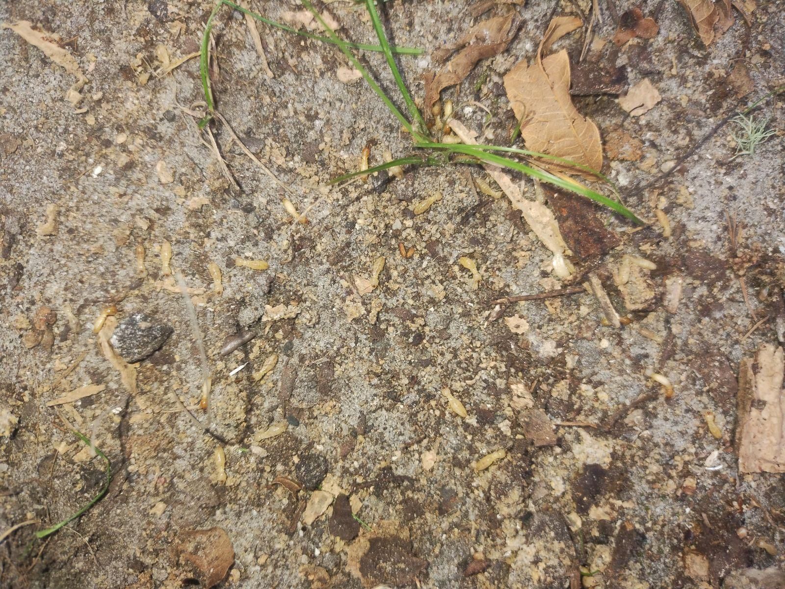 Sandy ground with bits of wood, dried leaves, and green grass.