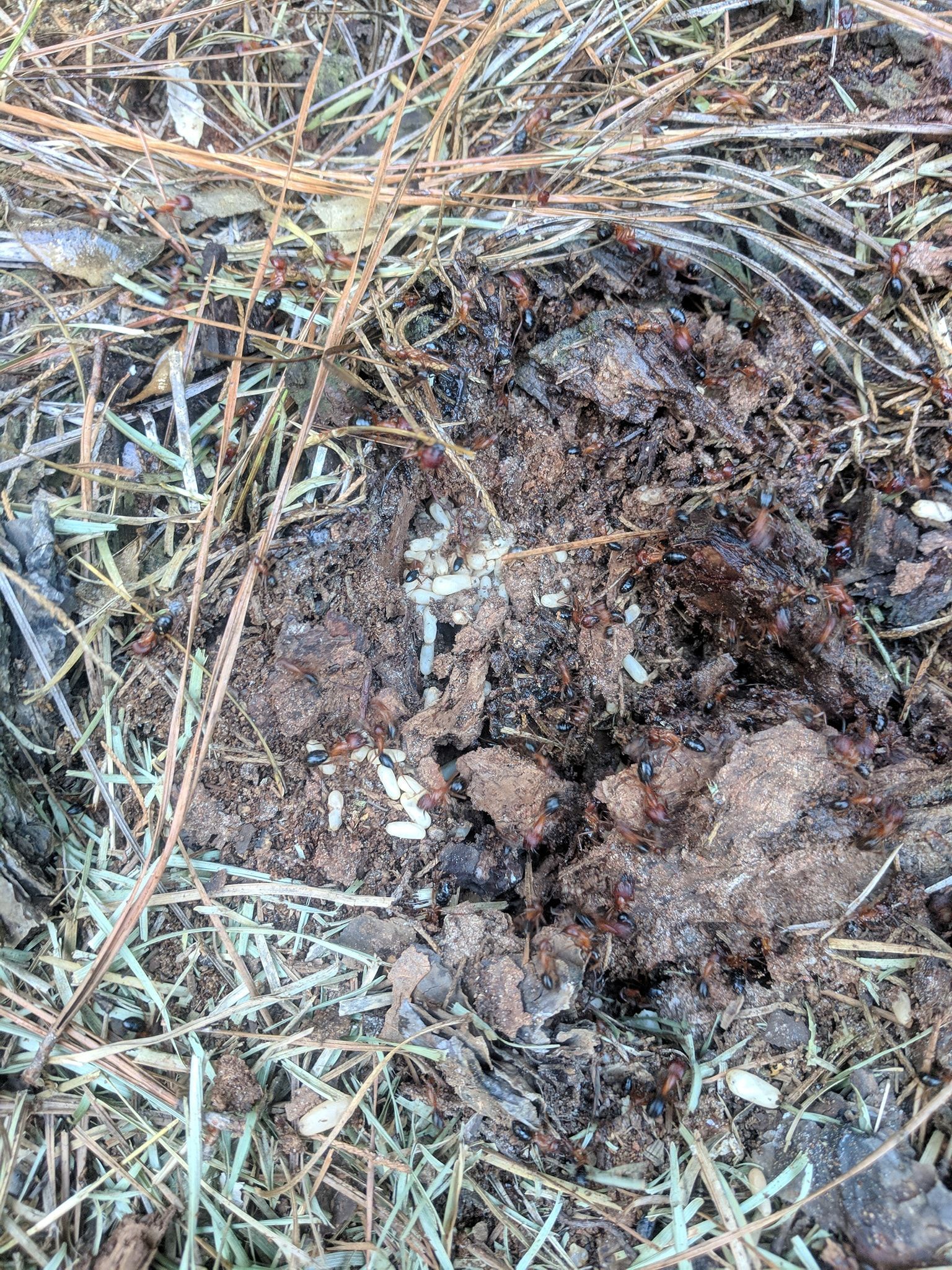 Dark soil with bits of straw and pine needles.