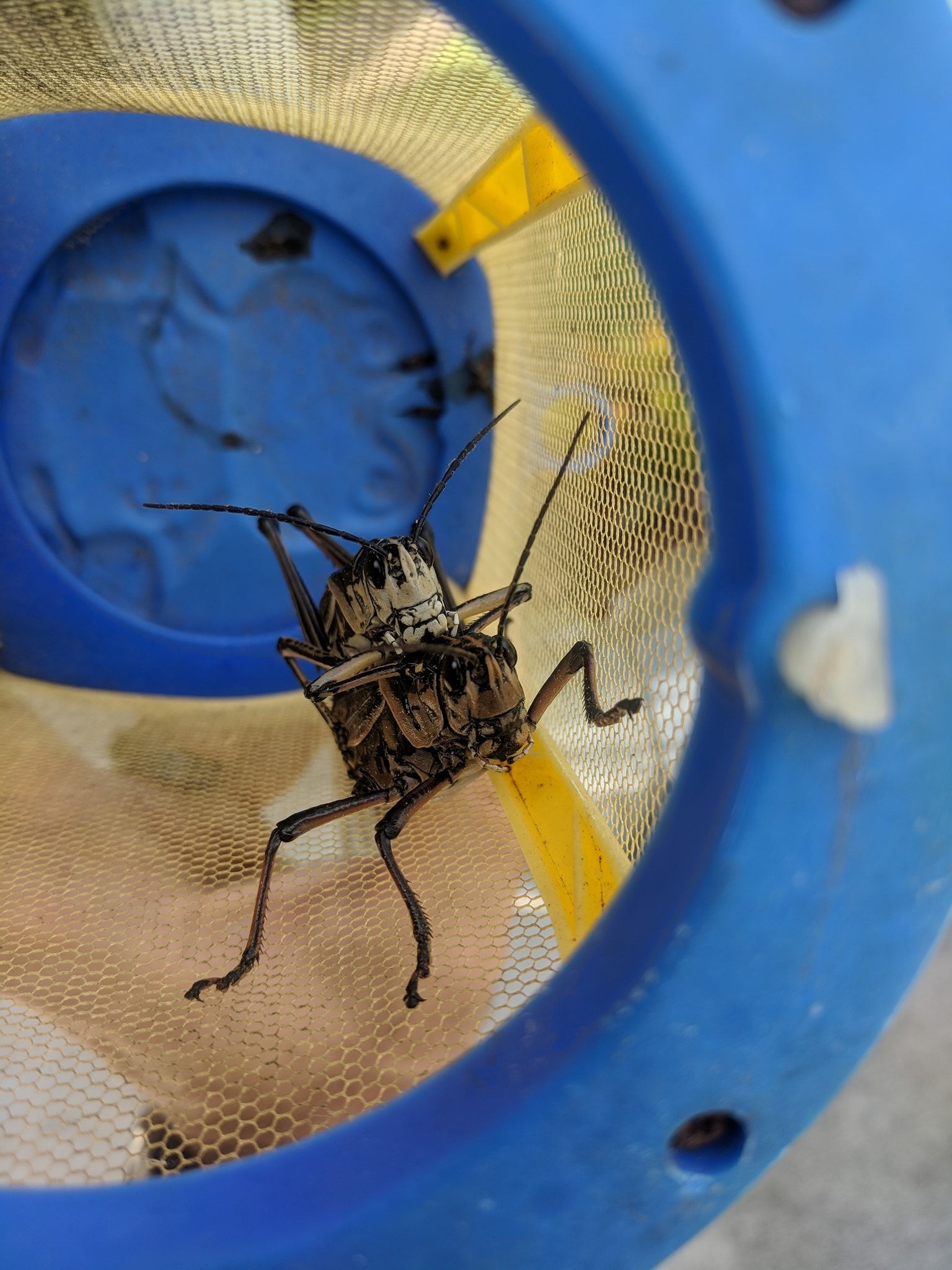 A large grasshopper with spiky legs and antennae inside a blue and yellow insect net.