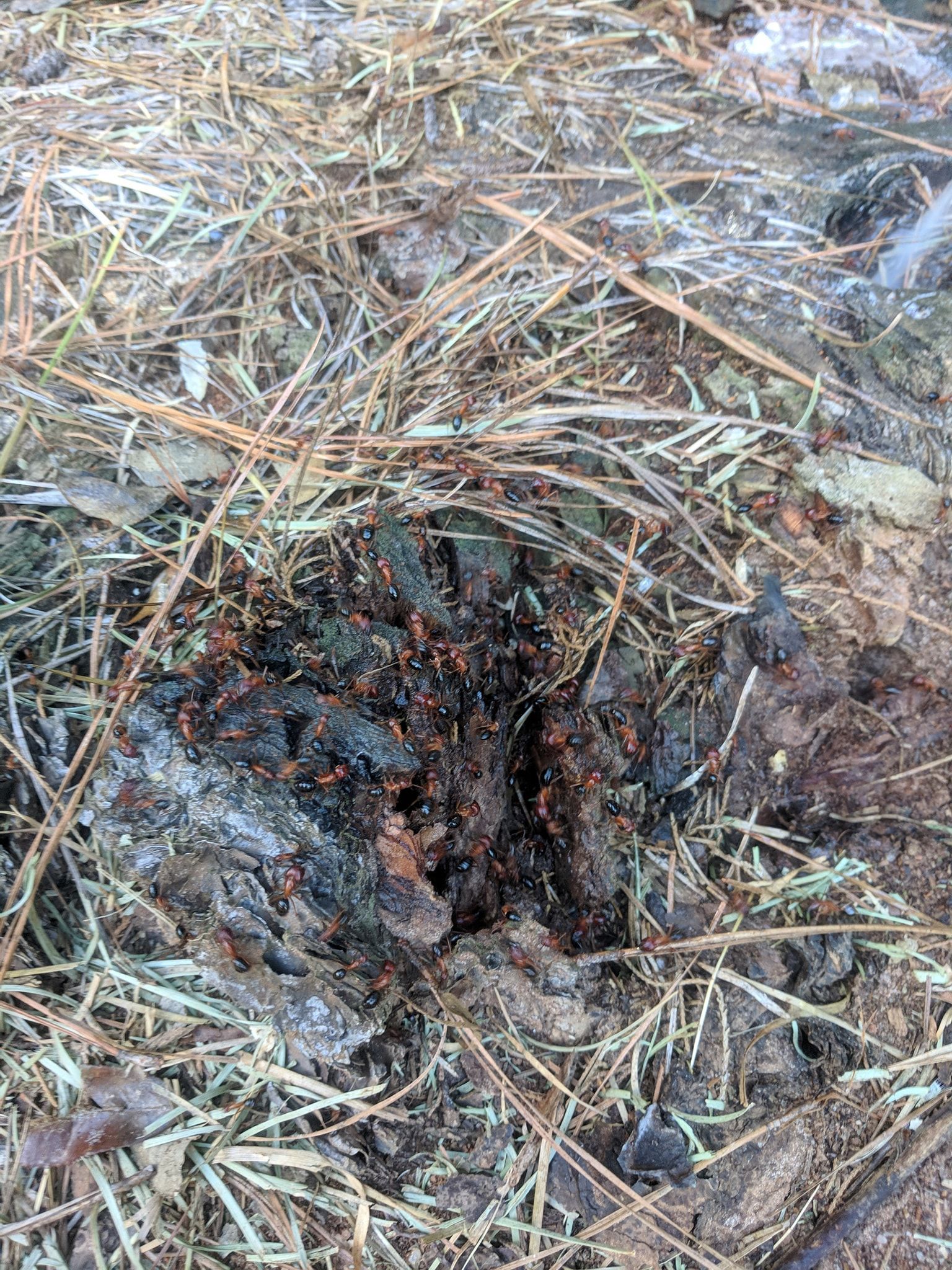 Hole in a decaying tree stump, filled with orange and black insects, surrounded by dry grass.