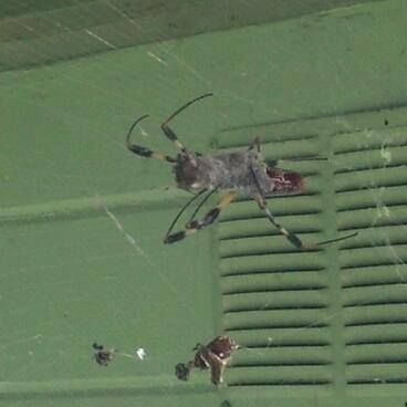 Large golden orb-weaver spider in its web against a green background.