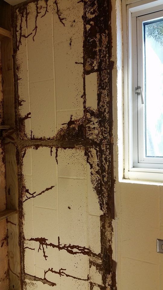Termite damage on a wall, brown tunnels on white tile near a window.