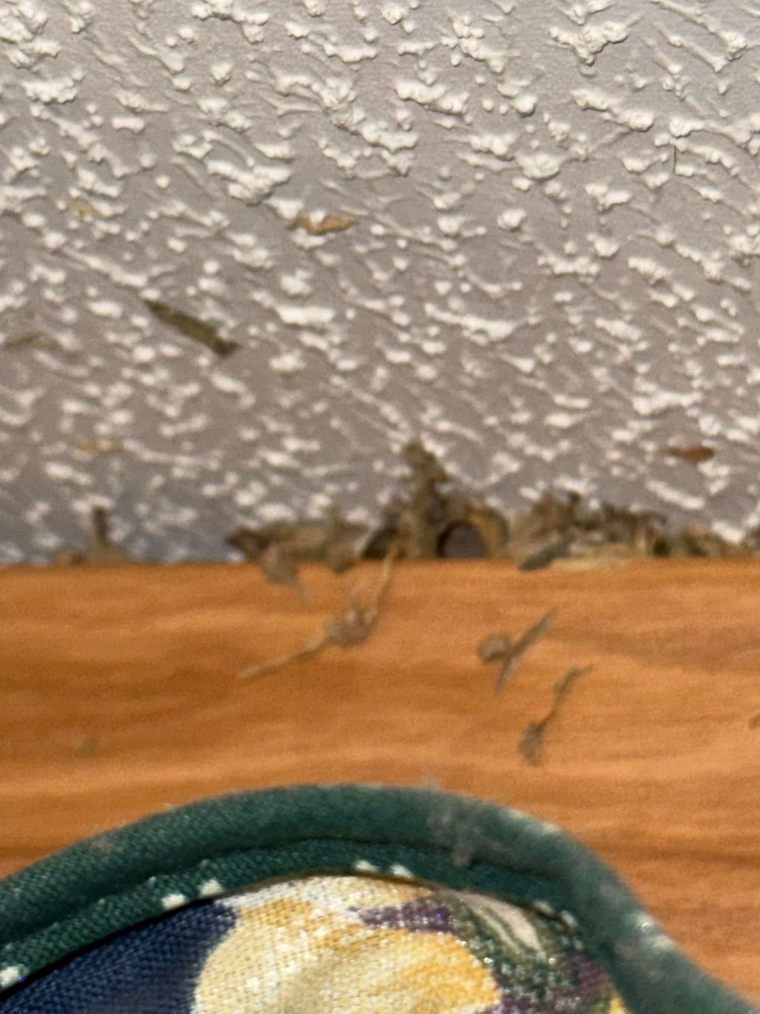Brown insects clustered against a textured white wall, with some on a wooden surface and a green-edged cloth.