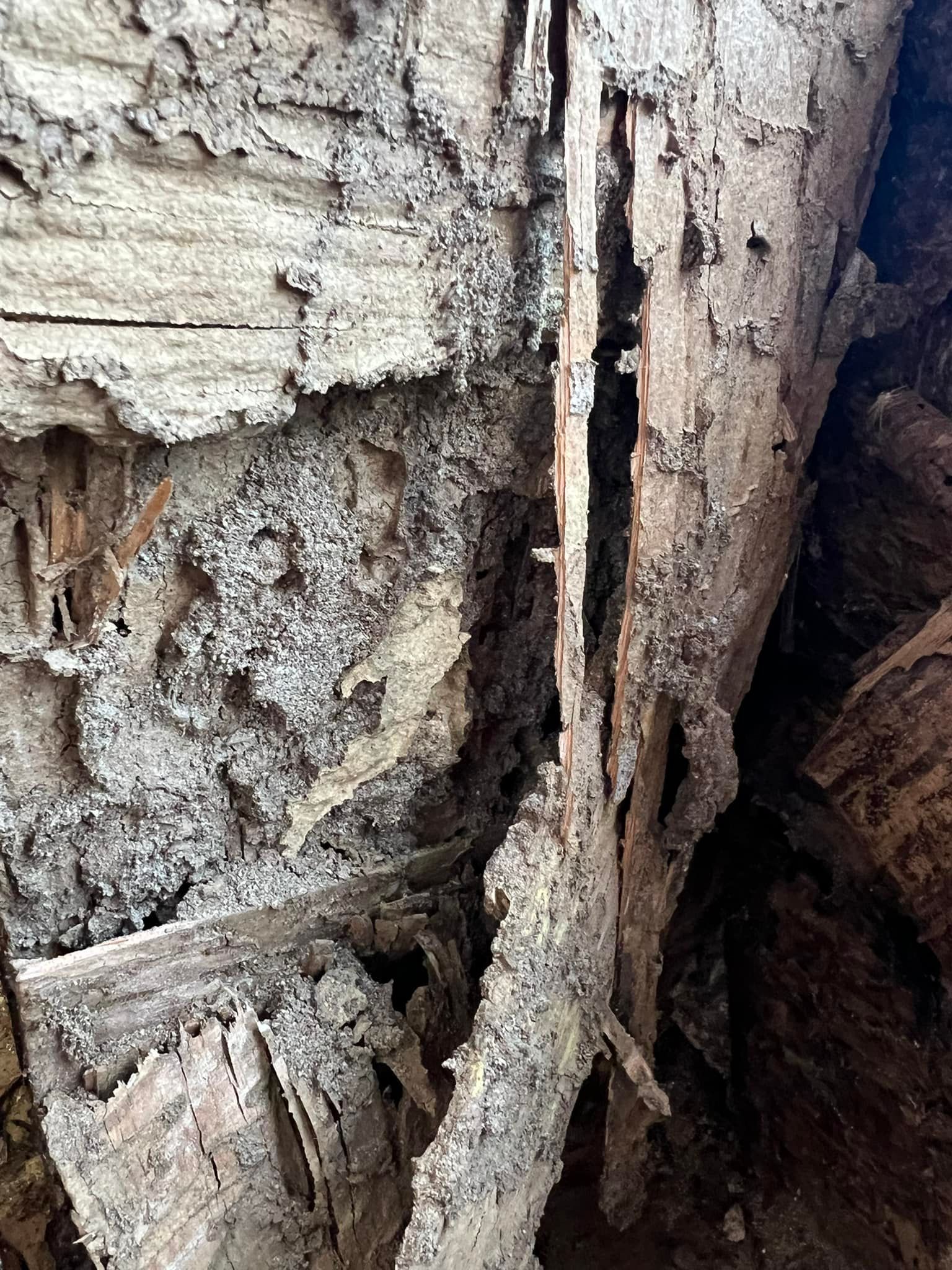 Close-up of weathered tree bark, showing crevices and decay with a textured, gray and brown appearance.