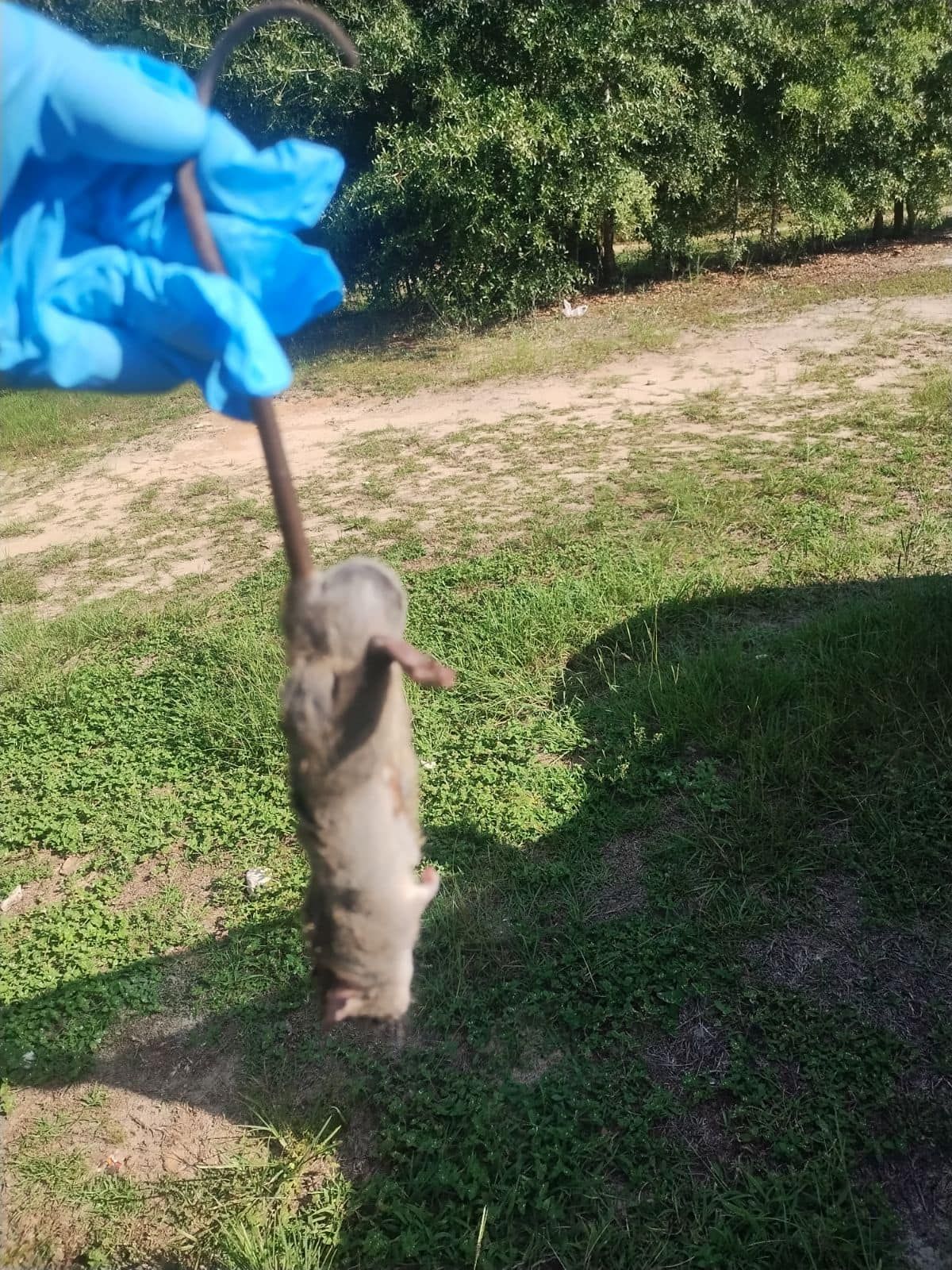 A person wearing a blue glove holds up a dead rat by its tail in an outdoor grassy setting.