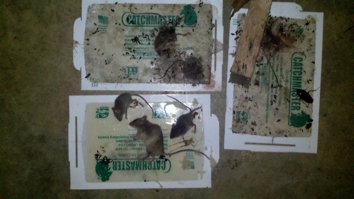 Three glue traps, filled with dead mice, sit on a floor.