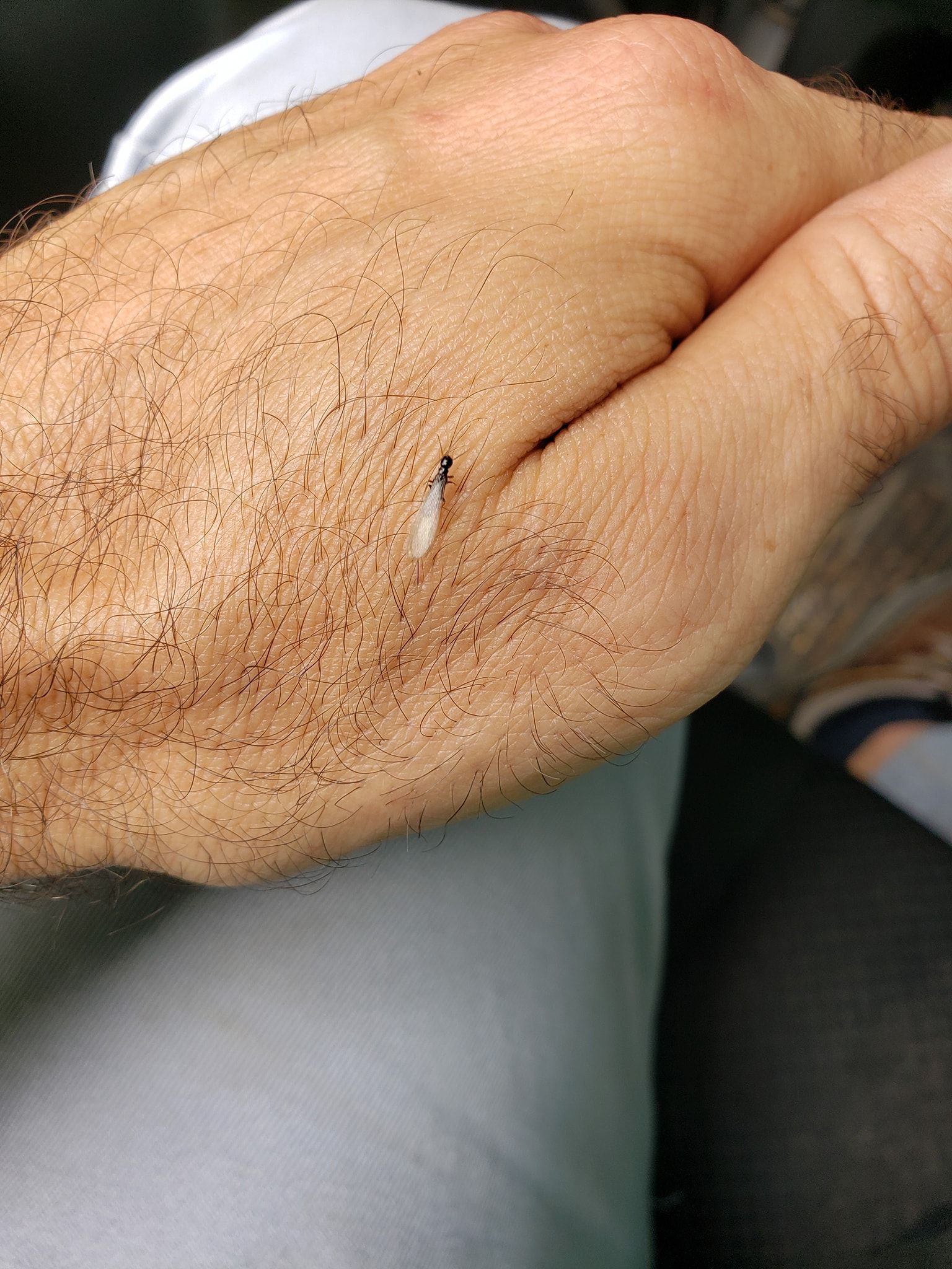 Hairy hand holding a small, thin, white worm-like bug. Skin is fair.