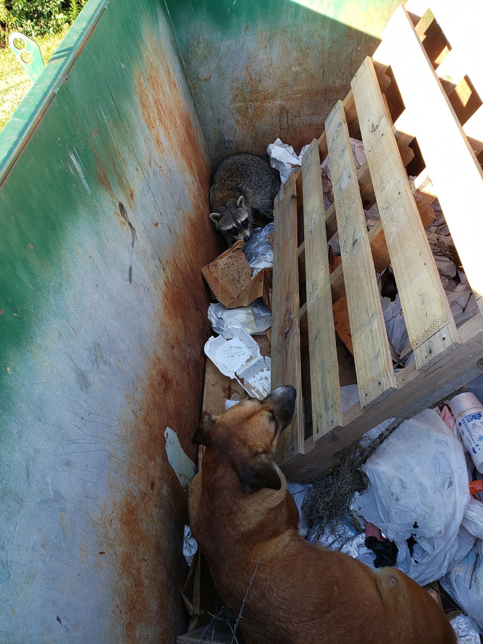 Brown dog in a rusty green dumpster, sniffing near a wooden pallet and trash.