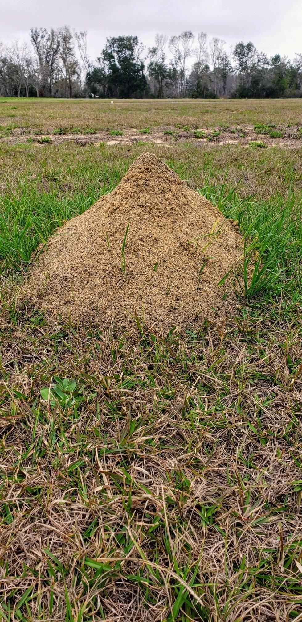 A large, brown ant hill in a grassy field with trees in the background.