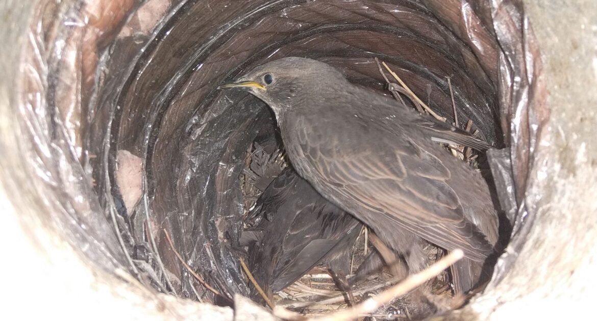 Three pigeons perched on a green metal fence in front of a building.