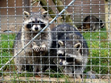 Three raccoons behind a metal cage fence; two in front with their faces visible, one in the background.