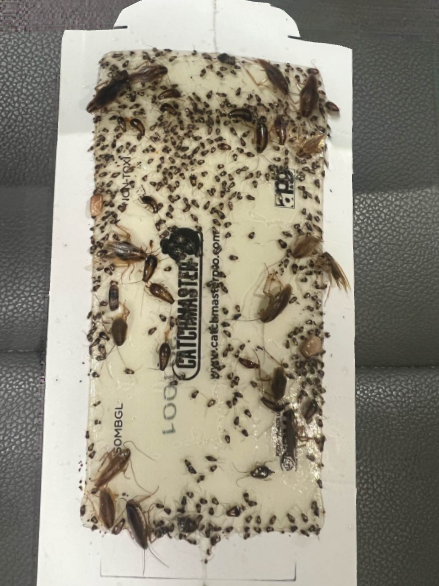 Sticky roach trap covered in trapped insects.