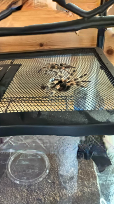 Two tarantulas on mesh screen, inside a terrarium with water dish and substrate.