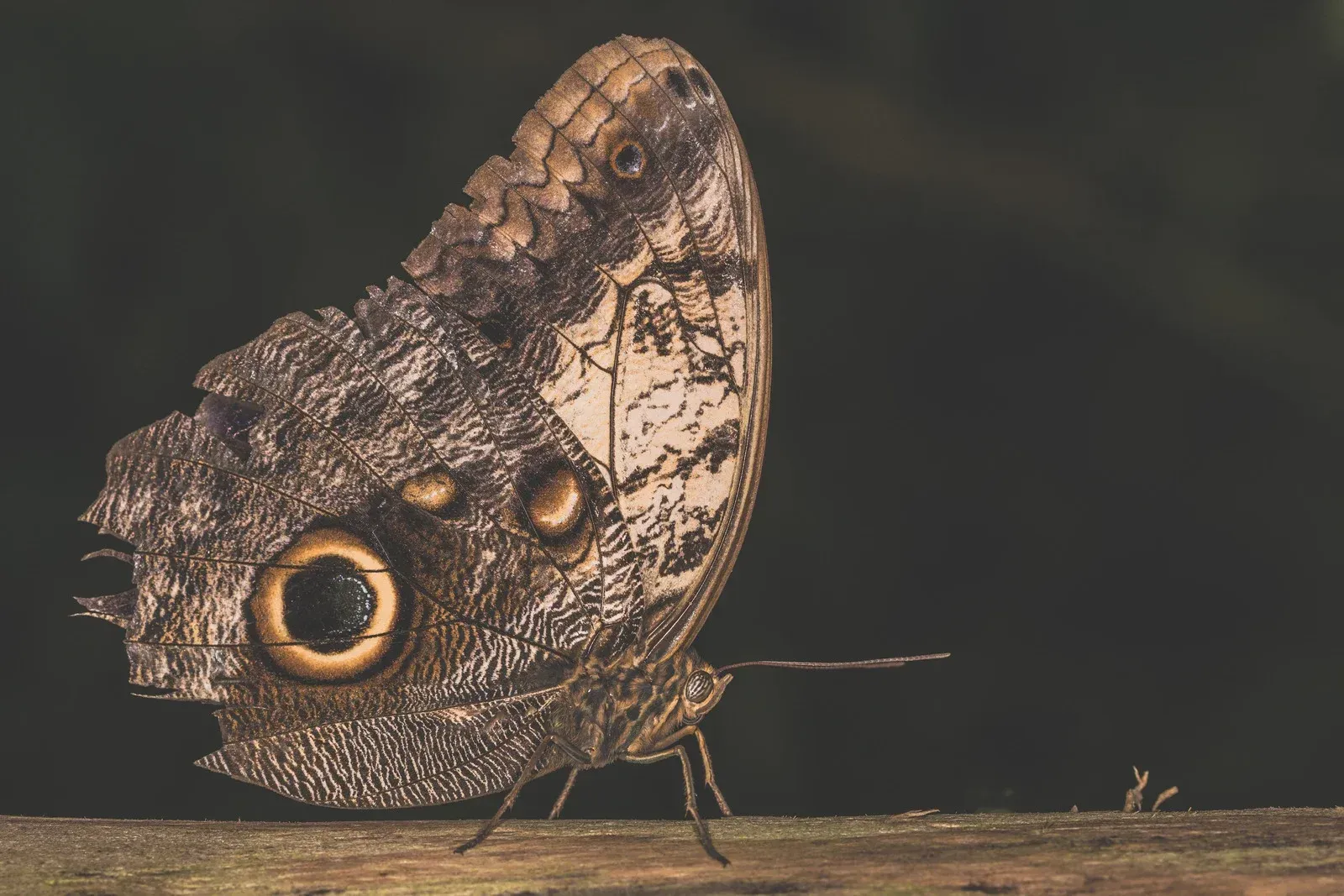 Butterfly with owl-like markings on its wings perched on a wood surface against a dark background.